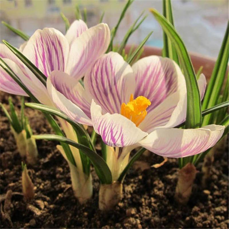 Garden Dutch Saffron Seeds Courtyard Decroation Plants Flowers